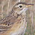 Richard's Pipit