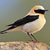 Monachella (hispanica)