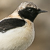 Monachella (melanoleuca)