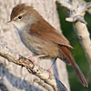 Cetti's Warbler