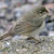 Canapino asiatico