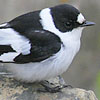 Collared Flycatcher