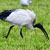 Ibis sacro