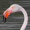 Rosaflamingo