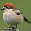 Woodchat Shrike