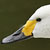 Cigno minore