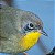 Parula golagialla