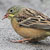 Ortolano