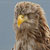 Aquila di mare
