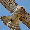 Schlangenadler