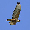 Long-legged Buzzard
