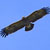 Aquila anatraia minore