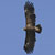 Aquila anatraia maggiore