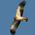 Aquila minore