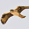 Habichtsadler
