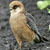 Falco cuculo
