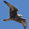 Würgfalke
