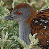 Zwergsumpfhuhn