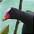 Pollo sultano americano
