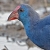 Pollo sultano