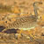 Ubara africana