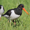 Eurasian Oystercatcher