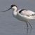 Avocetta
