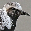 Grey Plover