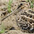 Croccolone