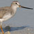 Terek Sandpiper