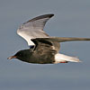 Guifette leucoptère