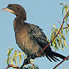 Pygmy Cormorant