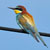 European Bee-eater