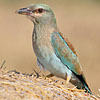 European Roller