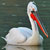 Pellicano riccio